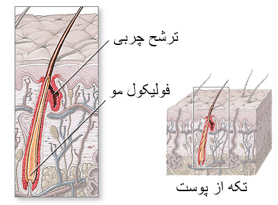 فولیکول مو